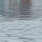 En Guayaquil, durante las lluvias fuertes de este 2023 varios sectores se inundaron.