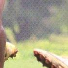 Miller Bolaños esta de vuelta al 11 de Emelec.