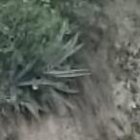 Los agentes de Policía fueron al lugar para el levantamiento del cadáver.