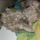 El animalito está en cuidados intensivos por la gravedad de las lesiones.