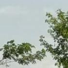 A unos tres kilómetros encontraron un cuerpo con las piernas cortadas.