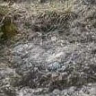 La parte humana habría sido desprendida por el animal.