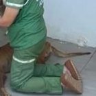 Uno de los perritos rescatados murió.