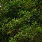 A la mujer, de larga cabellera, no le encontraron documentos de identidad.