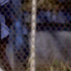 Miller Bolaños podría perderse gran parte de la segunda etapa de la LigaPro.