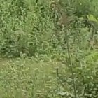 Un grupo de policías buscaba la cabeza y piernas a orillas del río.