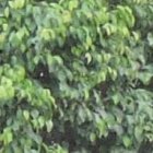 Toro Rosso, con la monta del jinete Sebastián Castellanos, tiene mucha opción.