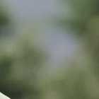 José Quintero uno de los rostros más populares de Liga de Quito.