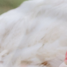 Hubo una alerta de aves muertas en el recinto El Morro.