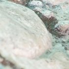 El equipo de Libourel, además de científicos del Instituto de Investigación Polar de Corea, estudiaron el comportamiento del sueño de una colonia de pingüinos barbijo.