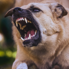 La joven fue mordida por un perro en su glúteo derecho.