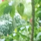 Perri, con mucha  alegría, recibe a los turistas y los lleva por  los recorridos.