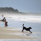 El perrito Wilson (café) paseando en la playa de Muisne.