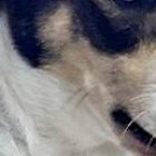 Heidy es una perrita rescatada que desde este martes 23 de abril está en 'Combate'.