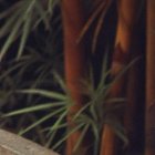 Expertos aseguran que estos métodos caseros mejoran la circulación de la sangre.