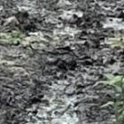 El 21 de enero de 2024, día en el que se descubrieron el cargamento de las 21 toneladas y media de cocaína, fue detenido el cuidador de la finca, en Vinces.