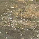 En la parroquia San Carlos, zona rural de Quevedo, se efectuó el operativo.