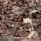 El médico herido se salió de la carretera y terminó en medio de unos árboles.