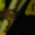 Ángel Mena podría llegar a Barcelona