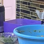 Franklin Curicho vende el ‘levanta muerto’ en la ‘ciudad del pecado’. Los extranjeros se enamoran de este plato típico ecuatoriano.