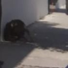 Paramédicos fueron al lugar para dar asistencia a los servidores policiales. Ella perdió la vida y él fue llevado a un centro médico.