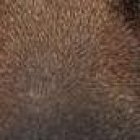 El perro de aproximadamente dos años de edad fue visto nadando en medio del río, luchando por su vida.