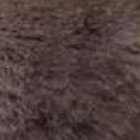 Pesto es el pingüino más grande del acuario