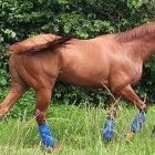 Ocean Bay, uno de los tres caballos asesinados en los últimos meses.