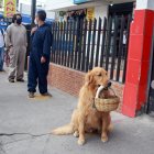 El can cumpliendo con el distanciamiento físico antes de ingresar a un local.