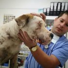 El animal fue agredido con un machete. Por el momento, no se tiene datos de la persona que la hirió.