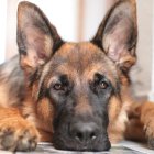 Son perros muy fieles y protectores.