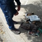 Cuando los rescatistas acudieron en auxilio de los animales ya fue tarde.