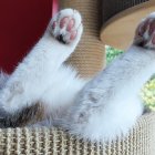 Poner el trasero delante es como un escaneo de huellas digitales para los felinos.