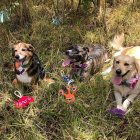 Las tres mascotas recorren juntas el país, además de compartir el mismo hogar.