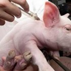 El nuevo virus detectado se puede convertir en pandemia.