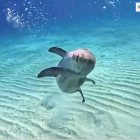 El cetáceo fue grabado en las aguas de San Salvador, en las Islas Bahamas.