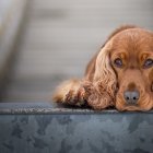 Las orejas por ser demasiado largas, deben ser controladas para evitar infecciones.