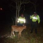  Las primeras fueron en el sector de San Vicente, parroquia San Miguelito de Píllaro, donde encontraron dos reses. Las otras cuatro fueron en el sector de La Elevación. 