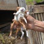  El hecho se registró en el barrio La Unión de la parroquia Pinllo, Ambato, provincia de Tungurahua. 