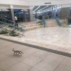  Los casos se dieron en Albán Borja y Riocentro Ceibos. 