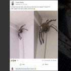  Laree usó su cuenta de Facebook para pedir ayuda. 