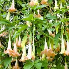  Trompeta de ángel o floripondio es el nombre con el que se conoce a los capullos de flor que resguardan esta sustancia alucinógena. 