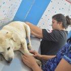  Veterinarios atendiendo al animal al poco rato de regresar a su casa. Se supone que el atacante vive en las proximidades. 