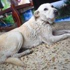  Fauna Urbana Municipal hará una investigación. 