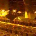  El cultivo contaba con 500 metros cuadrados de extensión. 