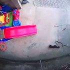  Dos canes lograron ahuyentar al reptil, pero una de ellas falleció por el veneno inyectado. 