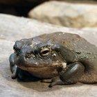  Científicos analizaron la secreción del sapo del Río Colorado y descubrieron que es potente.  