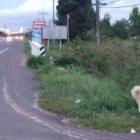  La reacción del perro fue conmovedora al reencontrarse con sus dueños, pero tuvo un final inesperado. 