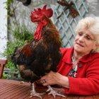  Una pareja de ancianos acusó al animal de hacer demasiado ruido en las mañanas.  