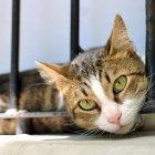  Felino responsable de los ruidos extraños dentro de la vivienda. 